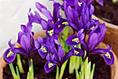 IRIS RETICULATA PIXIE