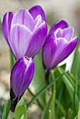 CROCUS VERNUS REMEMBRANCE