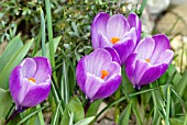 CROCUS VERNUS REMEMBRANCE