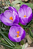 CROCUS VERNUS REMEMBRANCE