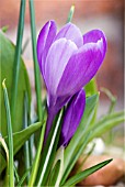 CROCUS VERNUS REMEMBRANCE