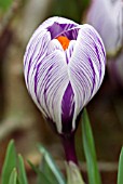 CROCUS VERNUS PICKWICK