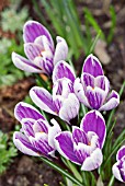 CROCUS VERNUS PICKWICK