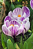 CROCUS VERNUS PICKWICK