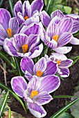 CROCUS VERNUS PICKWICK