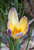 CROCUS CHRYSANTHUS ADVANCE