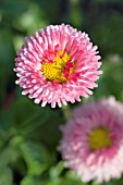 BELLIS PERENNIS