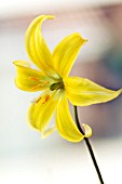 ERYTHRONIUM PAGODA