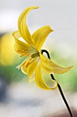 ERYTHRONIUM PAGODA