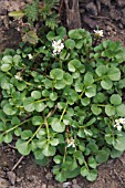 CARDAMINE HIRSUTA, (HAIRY BITTERCRESS OR LAMBS CRESS)