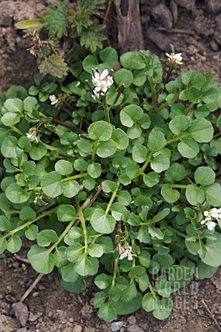 CARDAMINE_HIRSUTA_HAIRY_BITTERCRESS_OR_LAMBS_CRESS