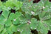 AQUILEGIA LEAVES