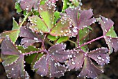 AQUILEGIA LEAVES