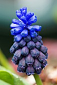 MUSCARI LATIFOLIUM