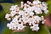 VIBURNUM TINUS EVE PRICE