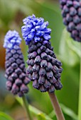 MUSCARI LATIFOLIUM