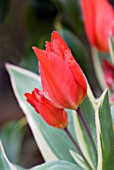 TULIPA PRAESTANS UNICUM