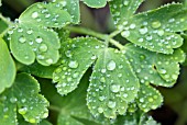 AQUILEGIA LEAVES