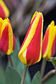 TULIPA GOLD COIN