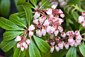 PIERIS JAPONICA BLUSH