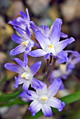 CHIONODOXA FORBESII