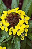 ERYSIMUM YELLOW BIRD