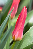 TULIPA KAUFMANNIANA HEARTS DELIGHT