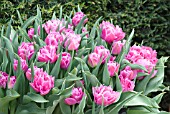 TULIPA DOUBLE PRICE