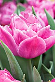 TULIPA DOUBLE PRICE