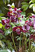 HELLEBORUS RED LADY