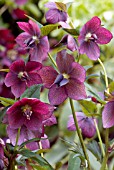 HELLEBORUS RED LADY