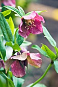 HELLEBORUS PINK BEAUTY