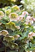 HELLEBORUS ASHWOOD GARDEN HYBRID