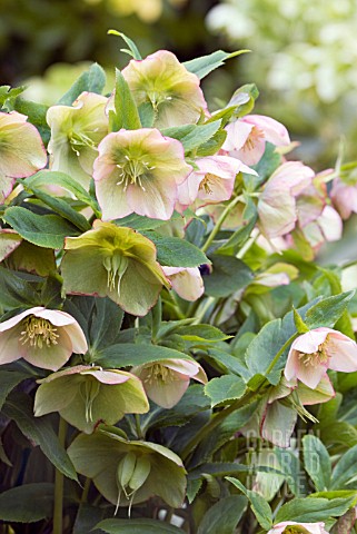 HELLEBORUS_ASHWOOD_GARDEN_HYBRID