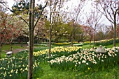 DURHAM UNIVERSITY BOTANIC GARDEN IN EARLY SPRING