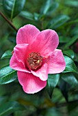 CAMELLIA X WILLIAMSII