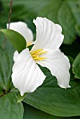 TRILLIUM GRANDIFLORUM