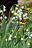 LEUCOJUM VERNUM