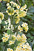 PRIMULA VERIS