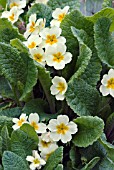 PRIMULA VULGARIS