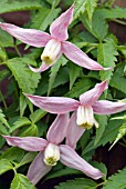 CLEMATIS ALPINA ROSY PAGODA