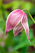 CLEMATIS ALPINA ROSY PAGODA