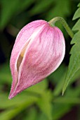 CLEMATIS ALPINA ROSY PAGODA