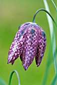 FRITILLARIA MELEAGRIS