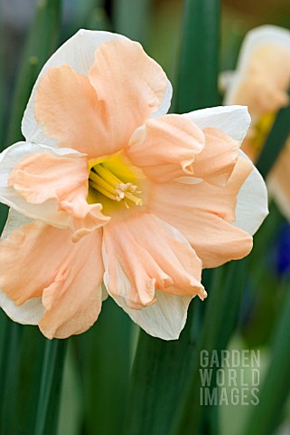 NARCISSUS_APRICOT_WHIRL