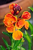 ERYSIMUM CHEIRI ORANGE BEDDER