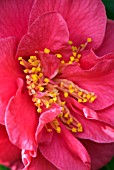 CAMELLIA JAPONICA