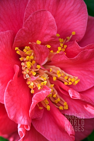 CAMELLIA_JAPONICA