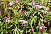 CLEMATIS ALPINA ROSY PAGODA