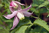 CLEMATIS ALPINA ROSY PAGODA